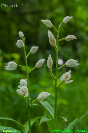 Okrotice dlouholistá - Cephalantera longifolia - květenství - Foto Filip Holič