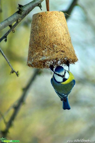 Sýkora modřinka - Parus caeruleus - Foto Pavel Ulrych 0217 (2)