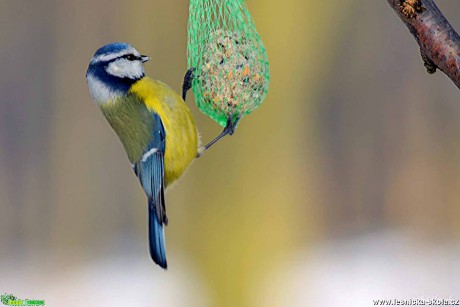 Sýkora modřinka - Parus caeruleus - Foto Pavel Ulrych 0217 (4)