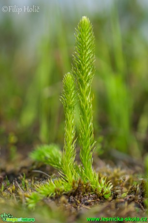 Plavuňka zaplavovaná - Lycopodiella inundata - Foto Filip Holič