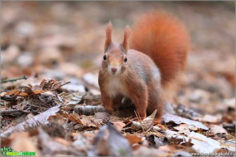 Veverka obecná - Sciurus vulgaris - Foto Monika Suržinová 0217 (1)