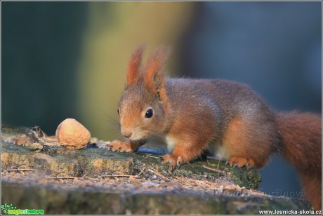 Veverka obecná - Sciurus vulgaris - Foto Monika Suržinová 0217 (5)