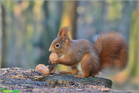 Veverka obecná - Sciurus vulgaris - Foto Monika Suržinová 0217 (6)