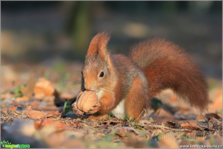 Veverka obecná - Sciurus vulgaris - Foto Monika Suržinová 0217 (10)