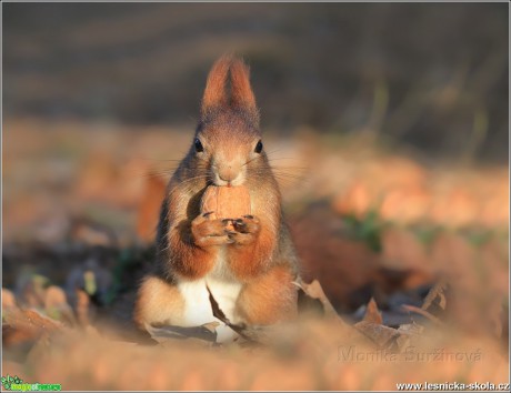 Veverka obecná - Sciurus vulgaris - Foto Monika Suržinová 0217 (11)