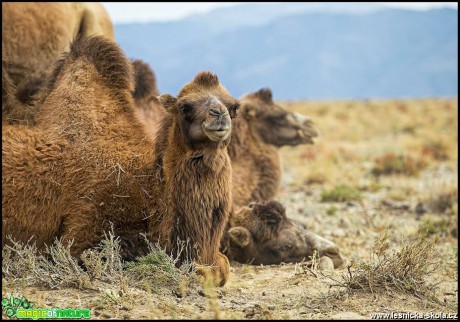 Kyrgyzstán 2016 - Foto Jana Vondráčková (42)