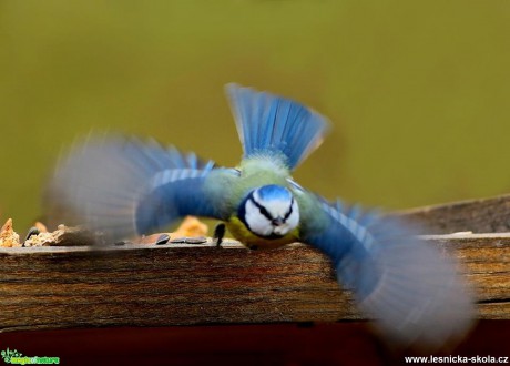 Rychlost křídel - Foto Pavel Balazka 0217