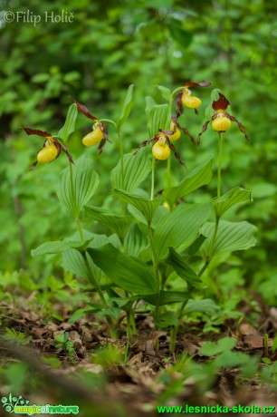 Střevičník pantoflíček - Cypripedium calceolus - Foto Filip Holič (1)