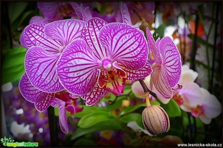 Krása orchidejí - Foto Jiří Perlík 0217