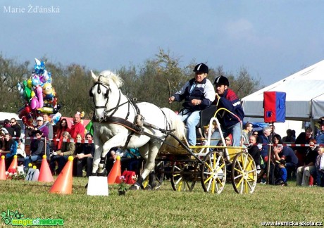 Hobby vozatajské závody - Foto Marie Žďánská (1)