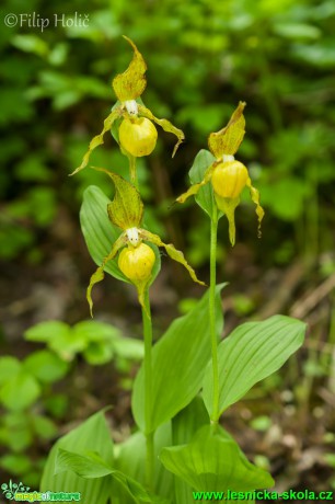 Střevičník pantoflíček - Cypripedium calceolus - Foto Filip Holič (2)