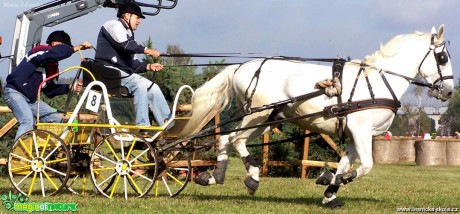 Hobby vozatajské závody - Foto Marie Žďánská (7)