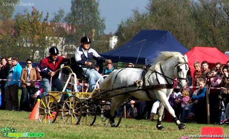 Hobby vozatajské závody - Foto Marie Žďánská (9)