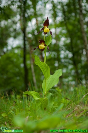 Střevičník pantoflíček - Cypripedium calceolus - Foto Filip Holič