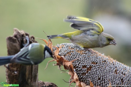 Zvonek zelený - Carduelis chloris - Foto František Novotný (1)