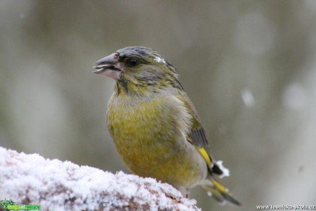 Zvonek zelený - Carduelis chloris - Foto František Novotný (2)