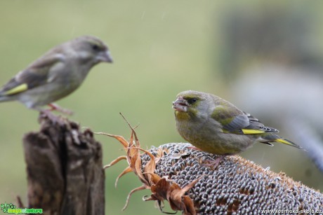 Zvonek zelený - Carduelis chloris - Foto František Novotný (5)