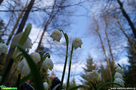 Bledule jarní - Leucojum vernum - Foto Ladislav Jonák (1)