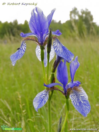 Kosatec sibiřský - Iris sibirica - Foto Robert Kopecký 0317