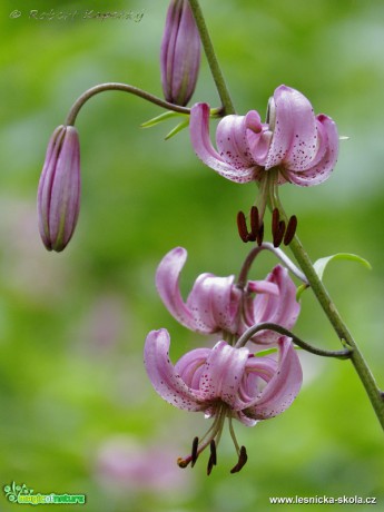 Lilie zlatohlavá - Lilium martagon - Foto Robert Kopecký 0317