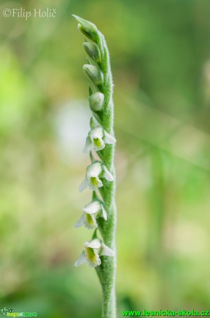 Švihlík krutiklas - Spiranthes spiralis - Foto Filip Holič