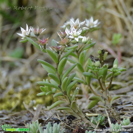 Rozchodník španělský - Sedum hispanicum - Foto Robert Kopecký 0317