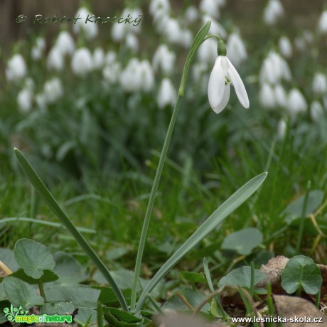 Sněženka podsněžník - Galanthus nivalis - Foto Robert Kopecký 0317