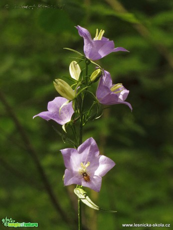 Zvonek broskvolistý - Campanula persicifolia - Foto Robert Kopecký 0317