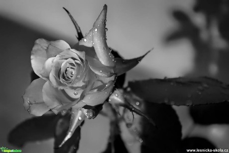 Krása růží v černobílé - Foto Pavel Ulrych 0317