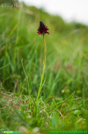 Temnohlávek černý - Nigritella nigra - Foto Filip Holič