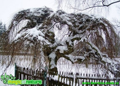 Jilm horský - Ulmus glabra - Foto David Hlinka