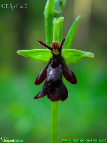 Tořič hmyzonosný - Ophrys insectifera - Foto Filip Holič