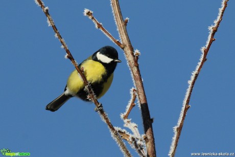 Sýkora koňadra - Parus major - Foto Irena Wenischová 0317