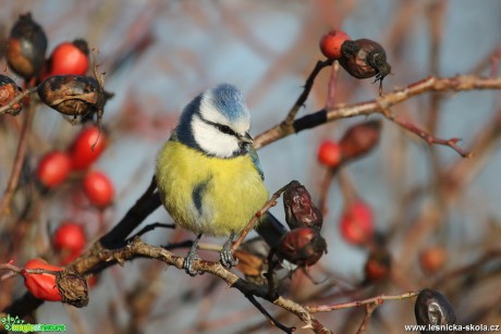 Sýkora modřinka - Cyanistes caeruleus - Foto Irena Wenischová 0317 (2)