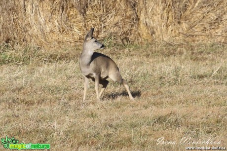 Srnec obecný - Capreolus capreolus - Foto Irena Wenischová 0317 (1)