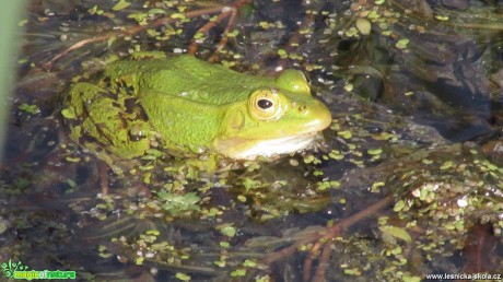 Skokan zelený - Foto Rasťo Salčík 0317