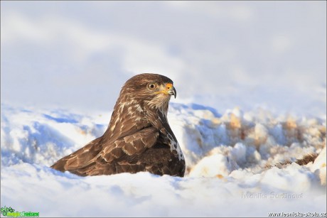 Káně lesní - Buteo buteo - Foto Monika Suržinová 0317 (2)