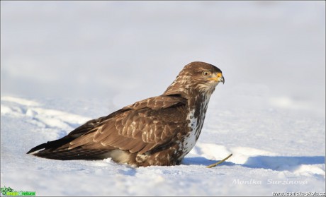 Káně lesní - Buteo buteo - Foto Monika Suržinová 0317 (3)