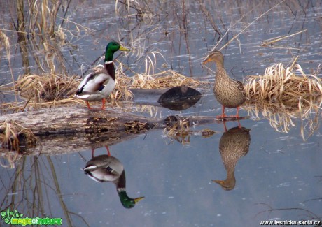 Kachna divoká - Anas platyrhynchos - Foto Miloslav Míšek 0217