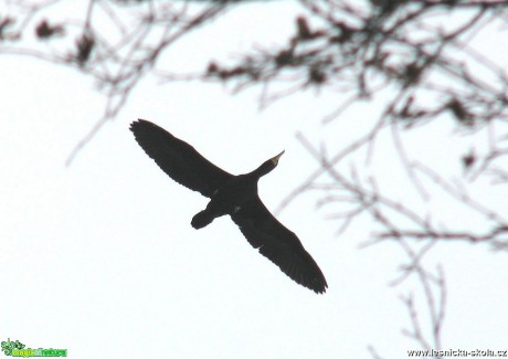 Kormorán velký - Phalacrocorax carbo - Foto Miloslav Míšek 0217
