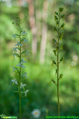 Vemeník dvoulistý a Bradáček vejčitý - Platanthera bifolia a Listera ovata - Foto Filip Holič