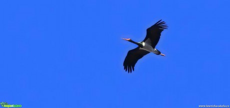 Čáp černý - Ciconia nigra - Foto Pavel Balazka 0317