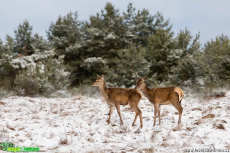 Vysoká zvěř z Ralska - Foto Jana Podubecká