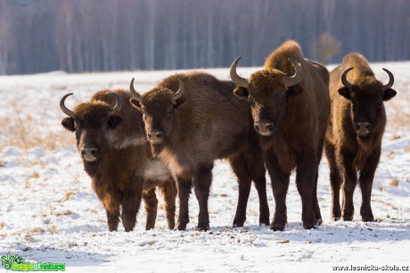 Zubr evropský - Bison bonasus - Ralsko - Foto Jana Podubecká (2)