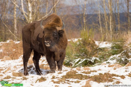 Zubr evropský - Bison bonasus - Ralsko - Foto Jana Podubecká (3)