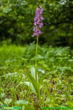 Vstavač Lorezův -Orchis loreziana (O. mascula subsp. signifera x O. pallens) - Foto Filip Holič (1)