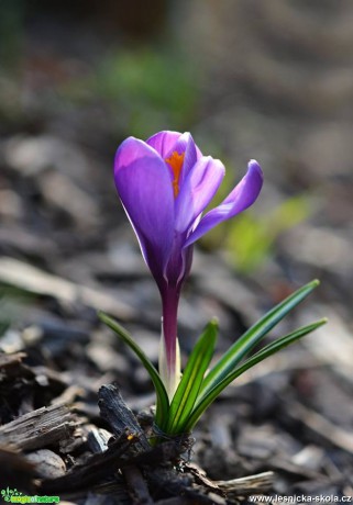 Krása jarních květů - Foto Marie Vykydalová 0317 (7)