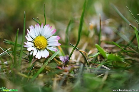 Krása jarních květů - Foto Marie Vykydalová 0317 (8)