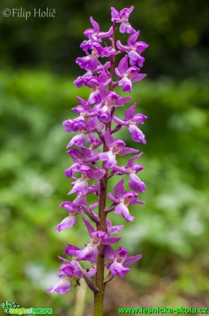 Vstavač Lorezův -Orchis loreziana (O. mascula subsp. signifera x O. pallens) - Foto Filip Holič