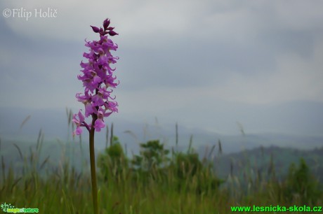 Vstavač mužský - Orchis mascula s výhledem na jeseníky - Foto Filip Holič